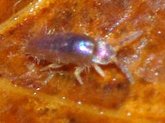 Springtail